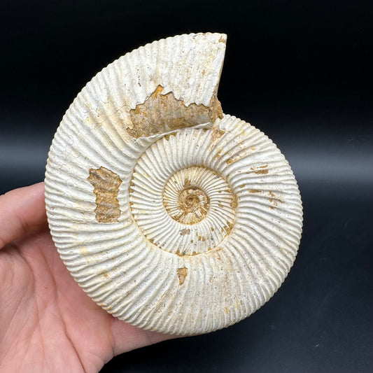 Dichotomosphinctes Ammonite Fossil With Stand - Middle Jurassic Ammonite Madagascar
