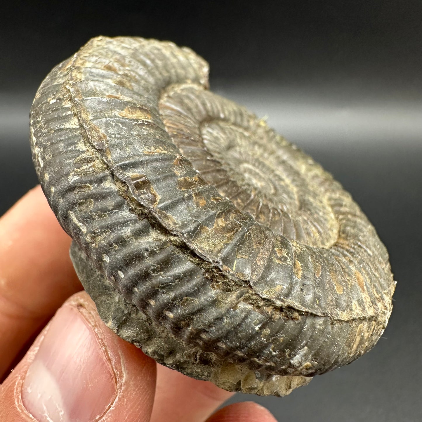 Dactylioceras Ammonite Fossil With Box And Stand - Whitby, North Yorkshire Jurassic Coast Yorkshire Fossils