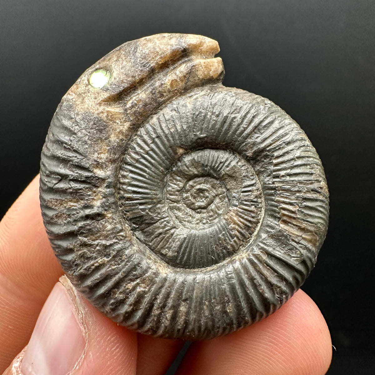 Snakestone Ammonite Fossil With Bag/Box And Stand - Whitby, North Yorkshire Jurassic Coast Yorkshire Fossils