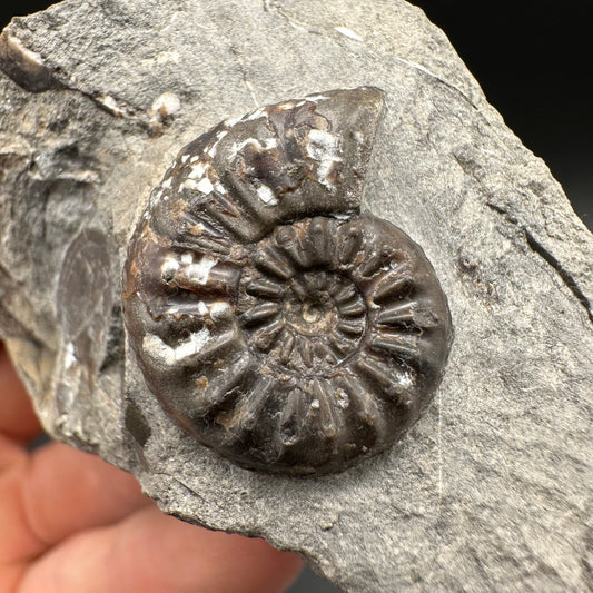 Amaltheus subnodosus Ammonite fossil with box and stand - Whitby, North Yorkshire Jurassic Coast Yorkshire Fossils