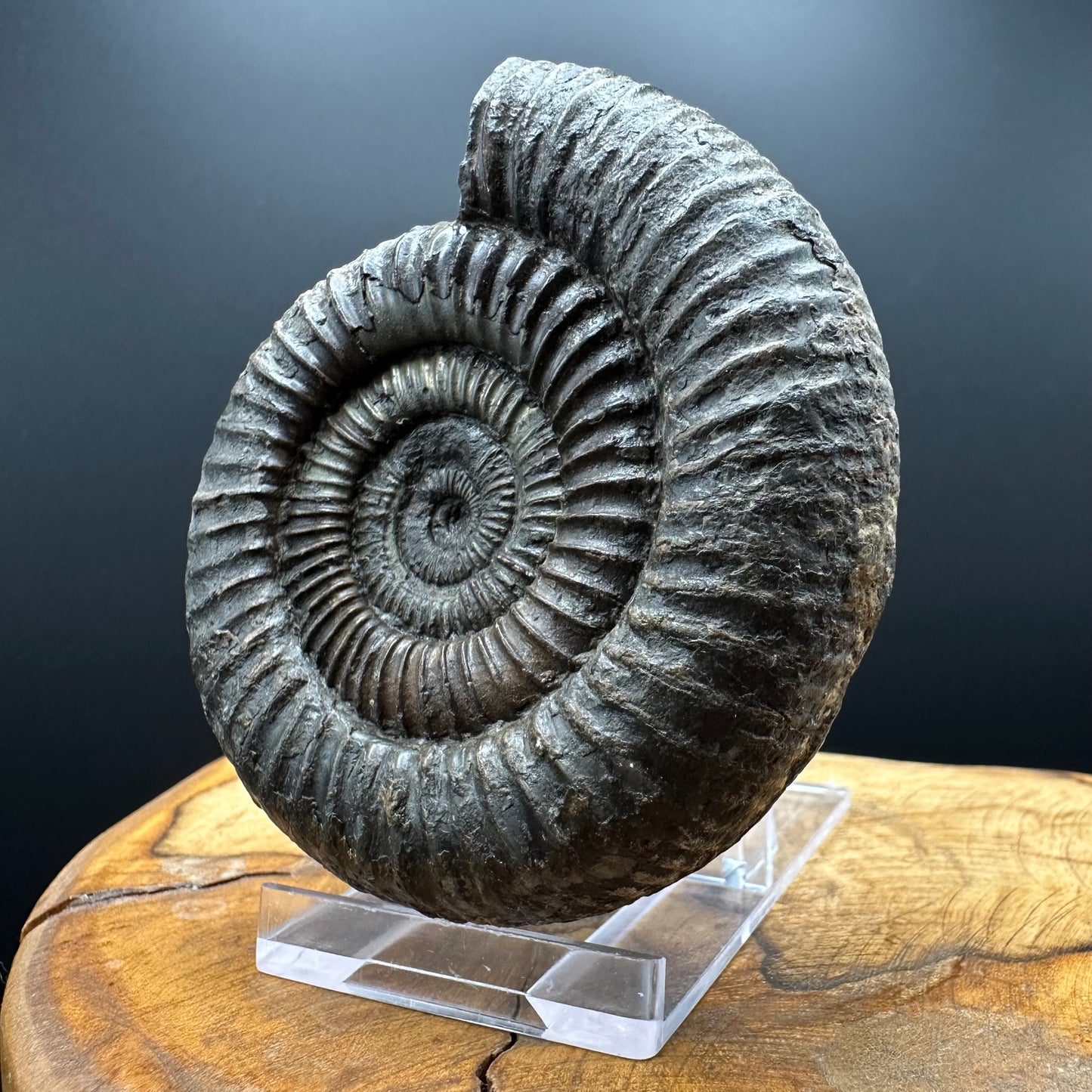 Dactylioceras Ammonite Fossil With box and Stand - Whitby, North Yorkshire Jurassic Coast Yorkshire Fossils