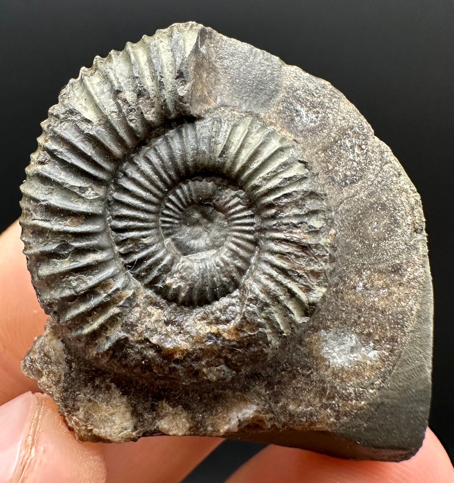 Dactylioceras Ammonite Fossil Gift Set - Whitby, North Yorkshire Jurassic Coast Yorkshire Fossils