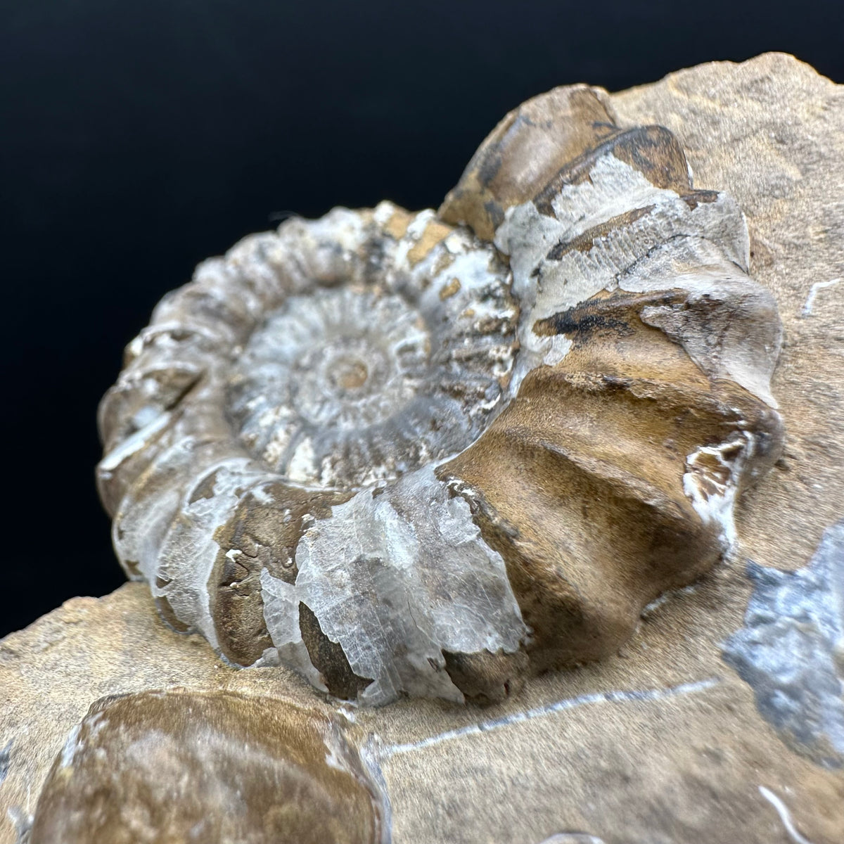 Androgynoceras capricornus Ammonite Fossil With Stand - Whitby, North Yorkshire Jurassic Coast Yorkshire Fossils