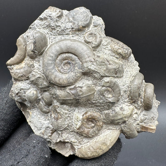 Psiloceras ammonite fossil with box and stand - Whitby, North Yorkshire Jurassic Coast, Yorkshire fossils