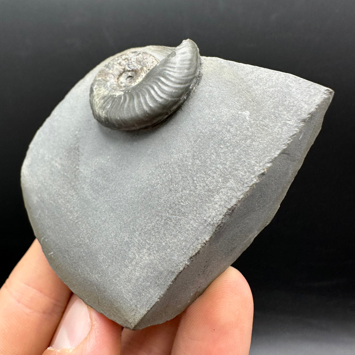 Eleganticeras Elegantulum ammonite fossil with box and stand - Whitby, North Yorkshire Jurassic Coast, Yorkshire Fossils