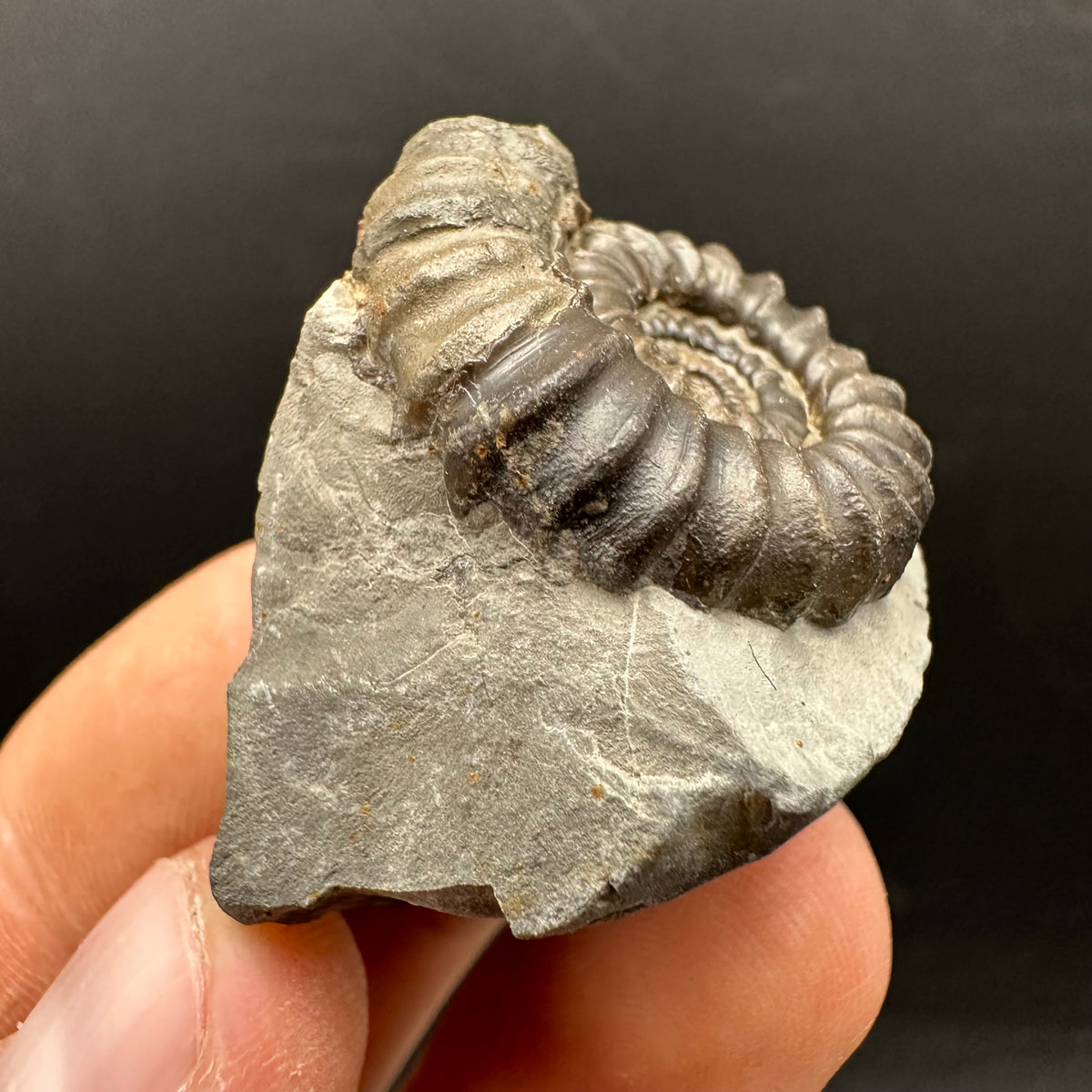 Gagaticeras Ammonite fossil with box and stand - Whitby, North Yorkshire Jurassic Coast Yorkshire Fossils