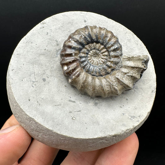 Androgynoceras maculatum ammonite fossil with box and stand - Whitby, North Yorkshire Jurassic Coast Yorkshire Fossils