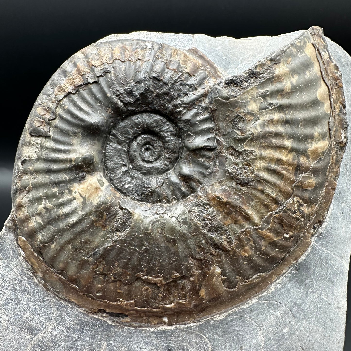 Haugia beani ammonite fossil with box and stand - Whitby, North Yorkshire Jurassic Coast Yorkshire Fossils