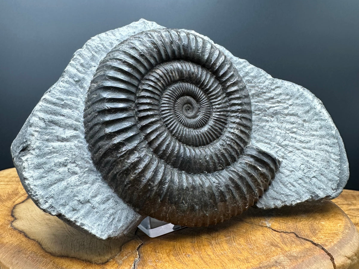 Dactylioceras Ammonite Fossil With box and Stand - Whitby, North Yorkshire Jurassic Coast Yorkshire Fossils