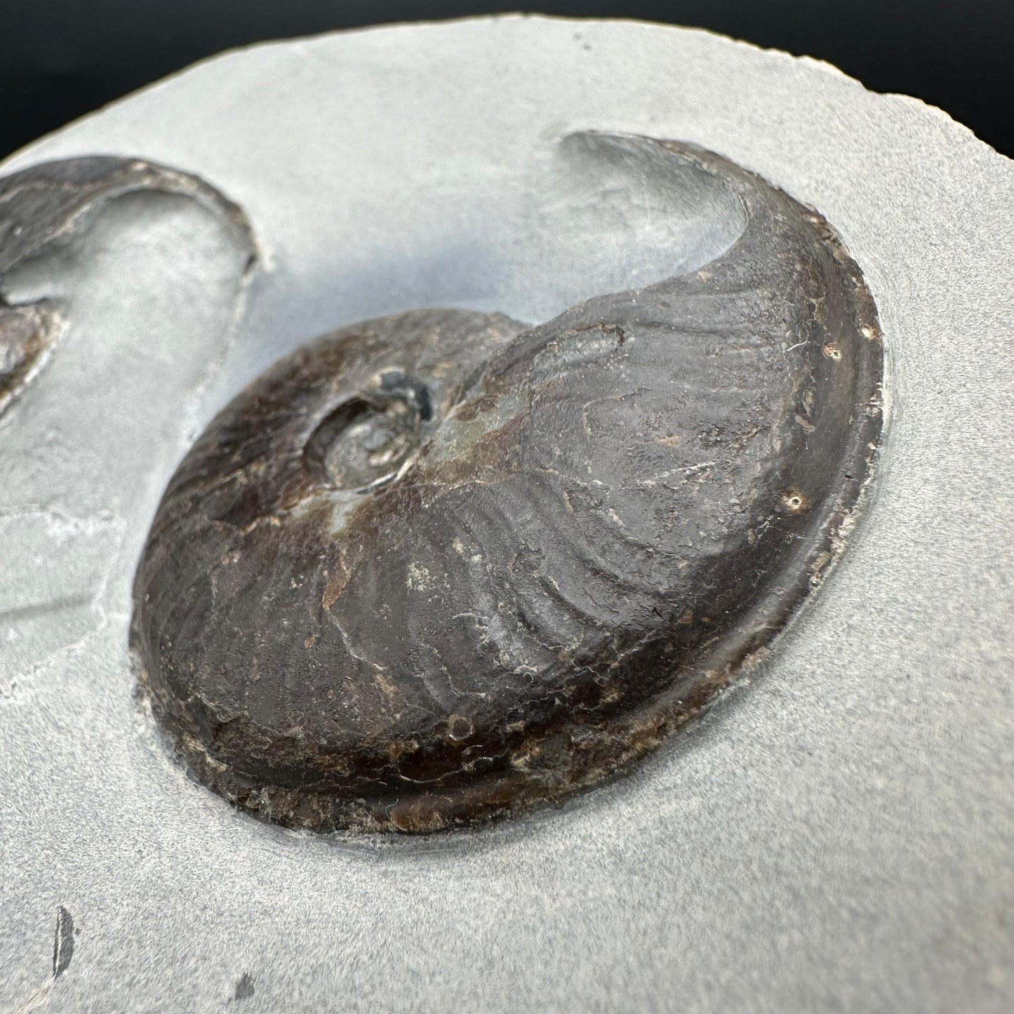 Eleganticeras Elegantulum Ammonite fossil with box and stand - Whitby, North Yorkshire Jurassic Coast, Yorkshire Fossils