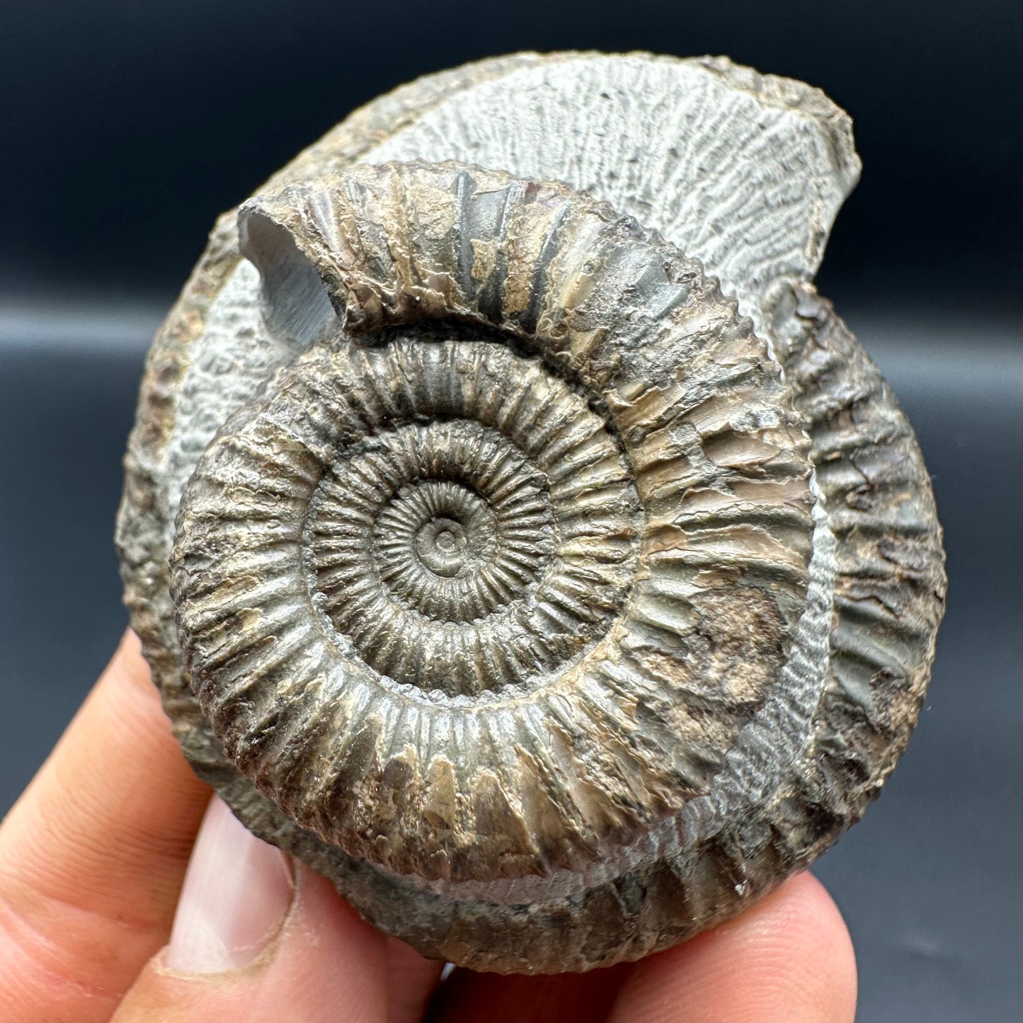 Dactylioceras Ammonite Fossil With Box And Stand - Whitby, North Yorkshire Jurassic Coast Yorkshire Fossils