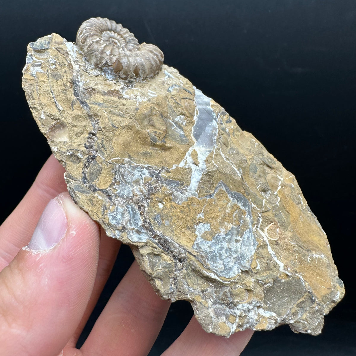 Androgynoceras capricornus Ammonite Fossil With Stand - Whitby, North Yorkshire Jurassic Coast Yorkshire Fossils