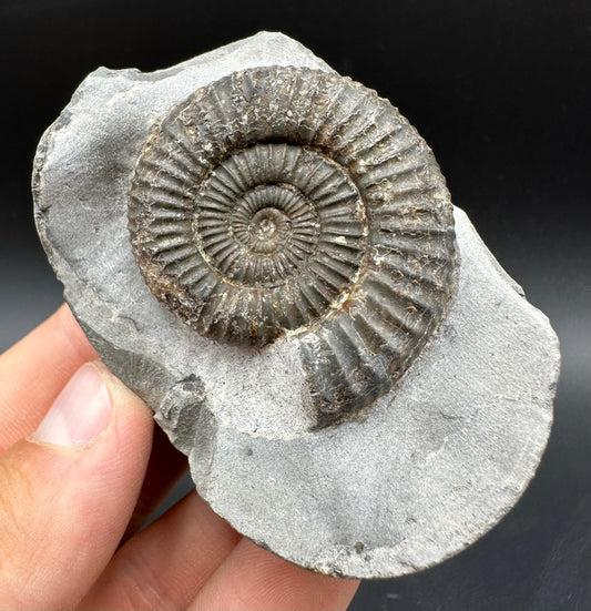 Dactylioceras Ammonite Fossil With Box And Stand - Whitby, North Yorkshire Jurassic Coast Yorkshire Fossils