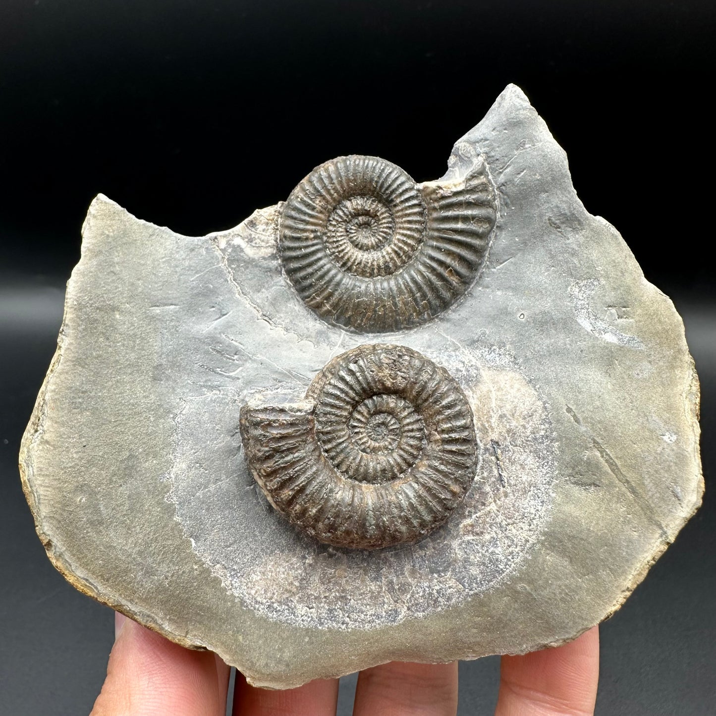 Zugodactylites ammonite fossil with box and stand - Whitby, North Yorkshire Jurassic Coast, Yorkshire fossils