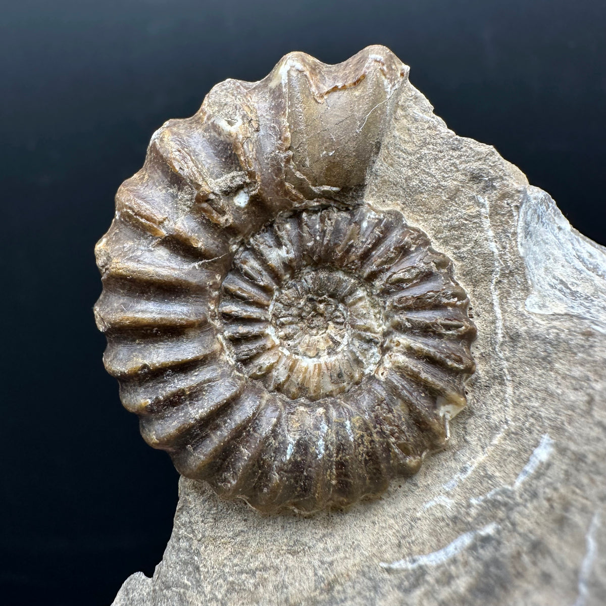 Androgynoceras capricornus Ammonite Fossil With Stand - Whitby, North Yorkshire Jurassic Coast Yorkshire Fossils
