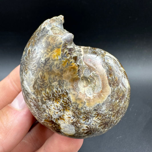 Phylloceras Ammonite Fossil With Box And Stand - Cretaceous Ammonite Madagascar