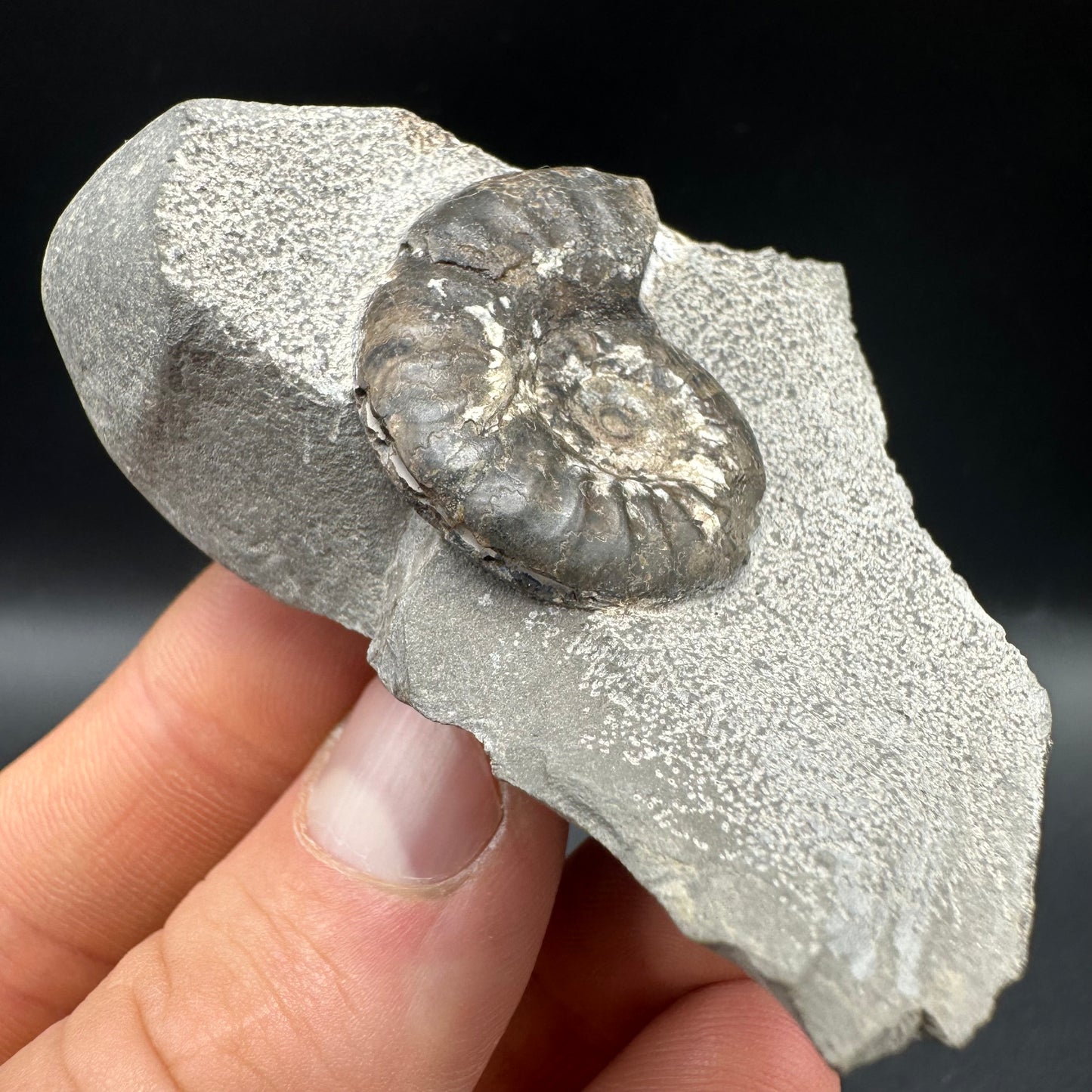 Grammoceras thoaurense Ammonite shell fossil with box and stand - Whitby, North Yorkshire, Yorkshire Fossils from the Jurassic Coast