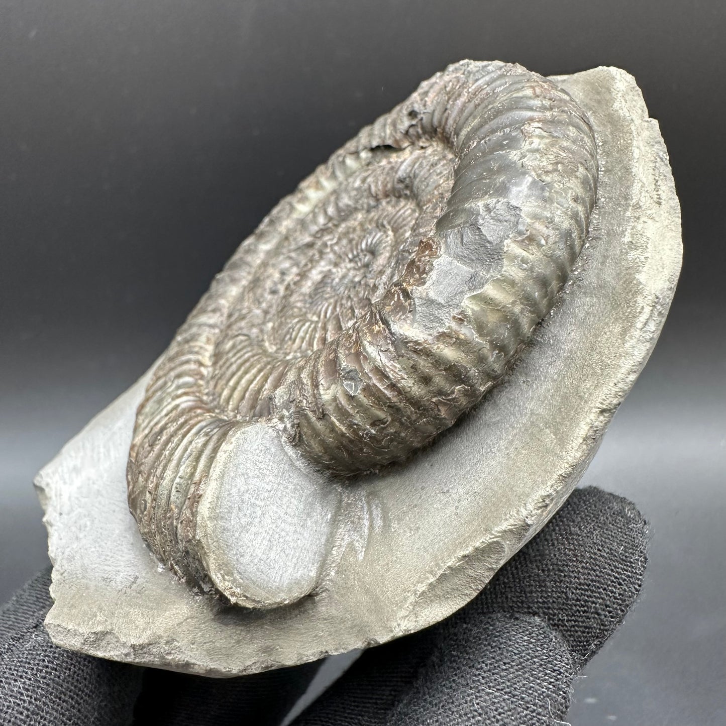 Dactylioceras Ammonite Fossil With Box And Stand - Whitby, North Yorkshire Jurassic Coast Yorkshire Fossils