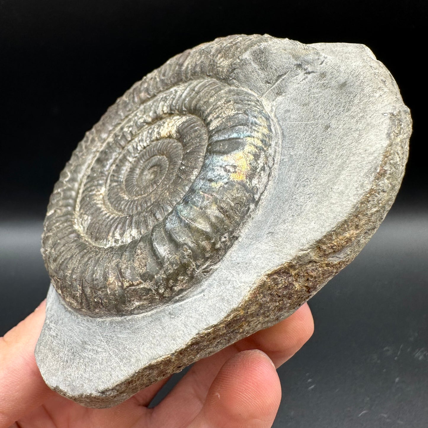 Iridescent Dactylioceras Ammonite Fossil With Box And Stand - Whitby, North Yorkshire Jurassic Coast Yorkshire Fossils