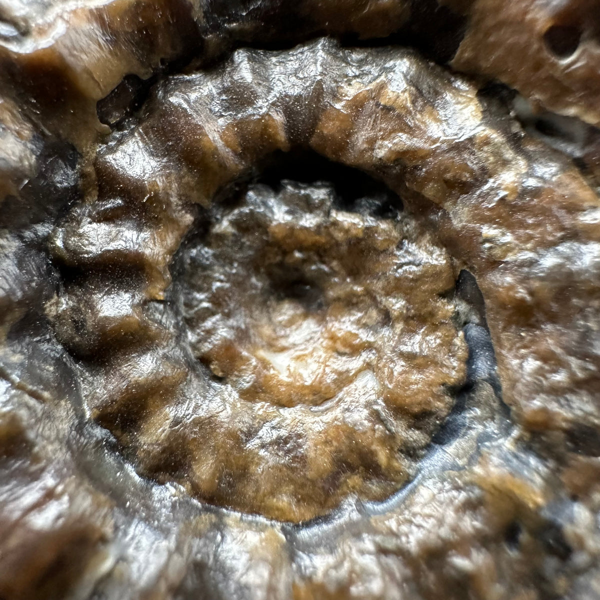 Androgynoceras maculatum ammonite fossil with box and stand - Whitby, North Yorkshire Jurassic Coast Yorkshire Fossils