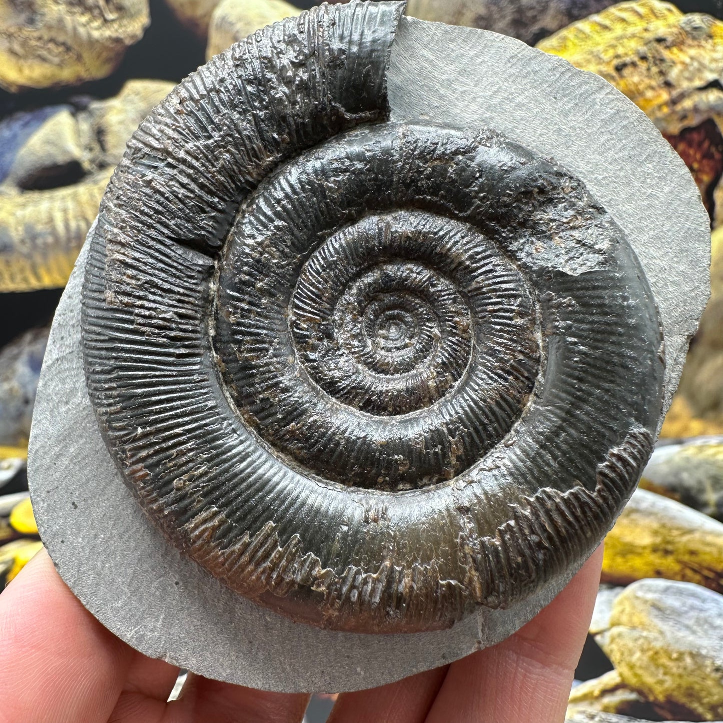 Dactylioceras tenuicostatum ammonite fossil - Whitby, North Yorkshire Jurassic Coast Yorkshire Fossils