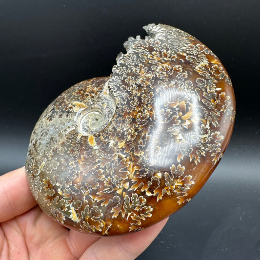 Cleoniceras Ammonite Fossil With Box And Stand - Cretaceous Ammonite Madagascar