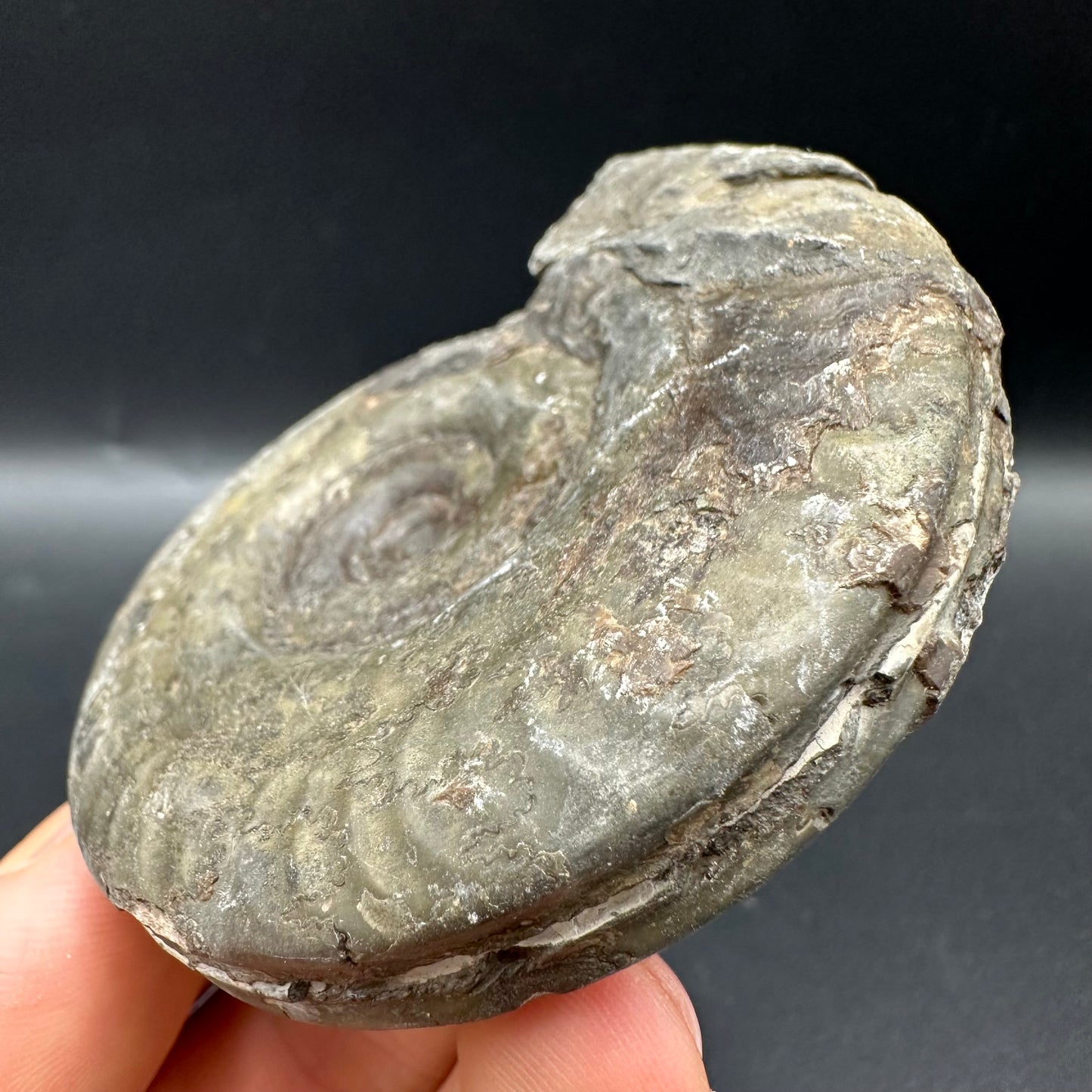 Hildoceras semipolitum Ammonite fossil with box and stand - Whitby, North Yorkshire Jurassic Coast, Yorkshire Fossils from the Jurassic Coast