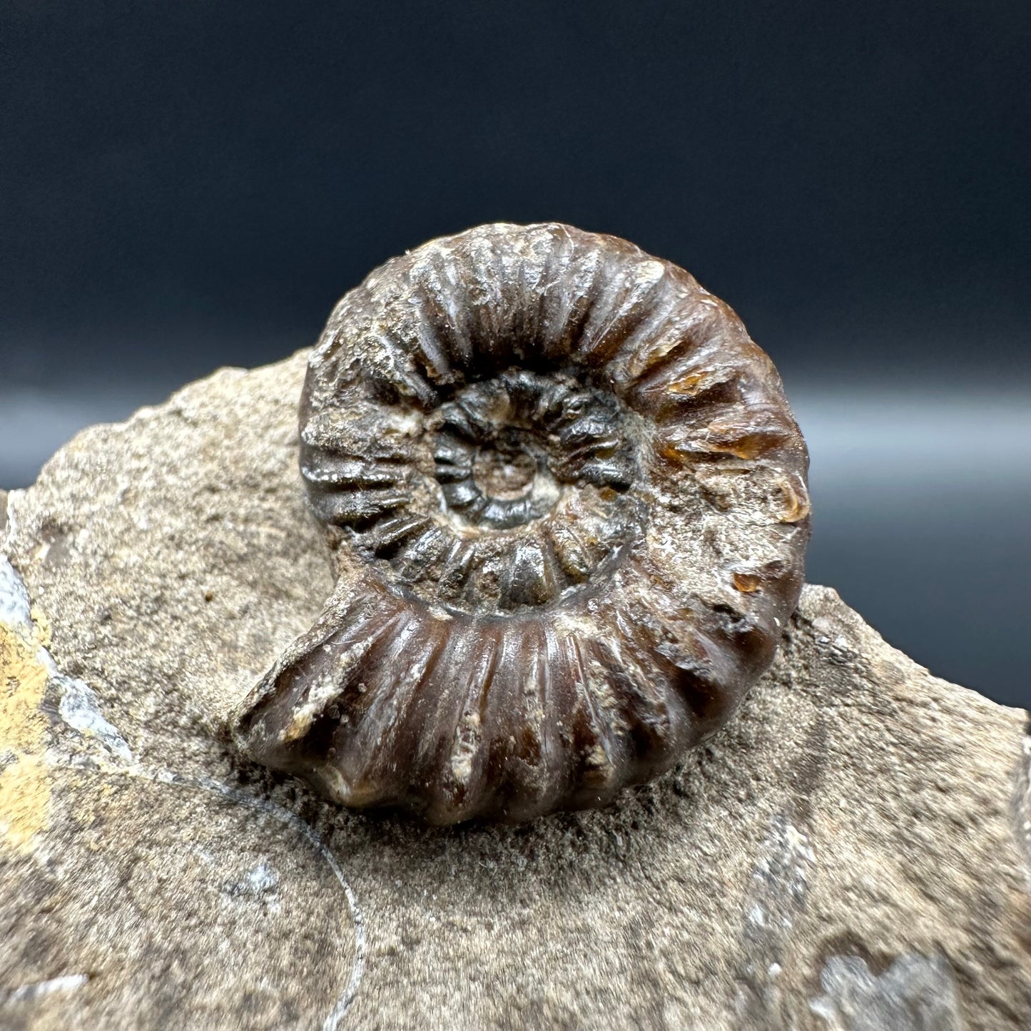 Androgynoceras capricornus Ammonite fossil with box and stand - Whitby, North Yorkshire Jurassic Coast Yorkshire Fossils