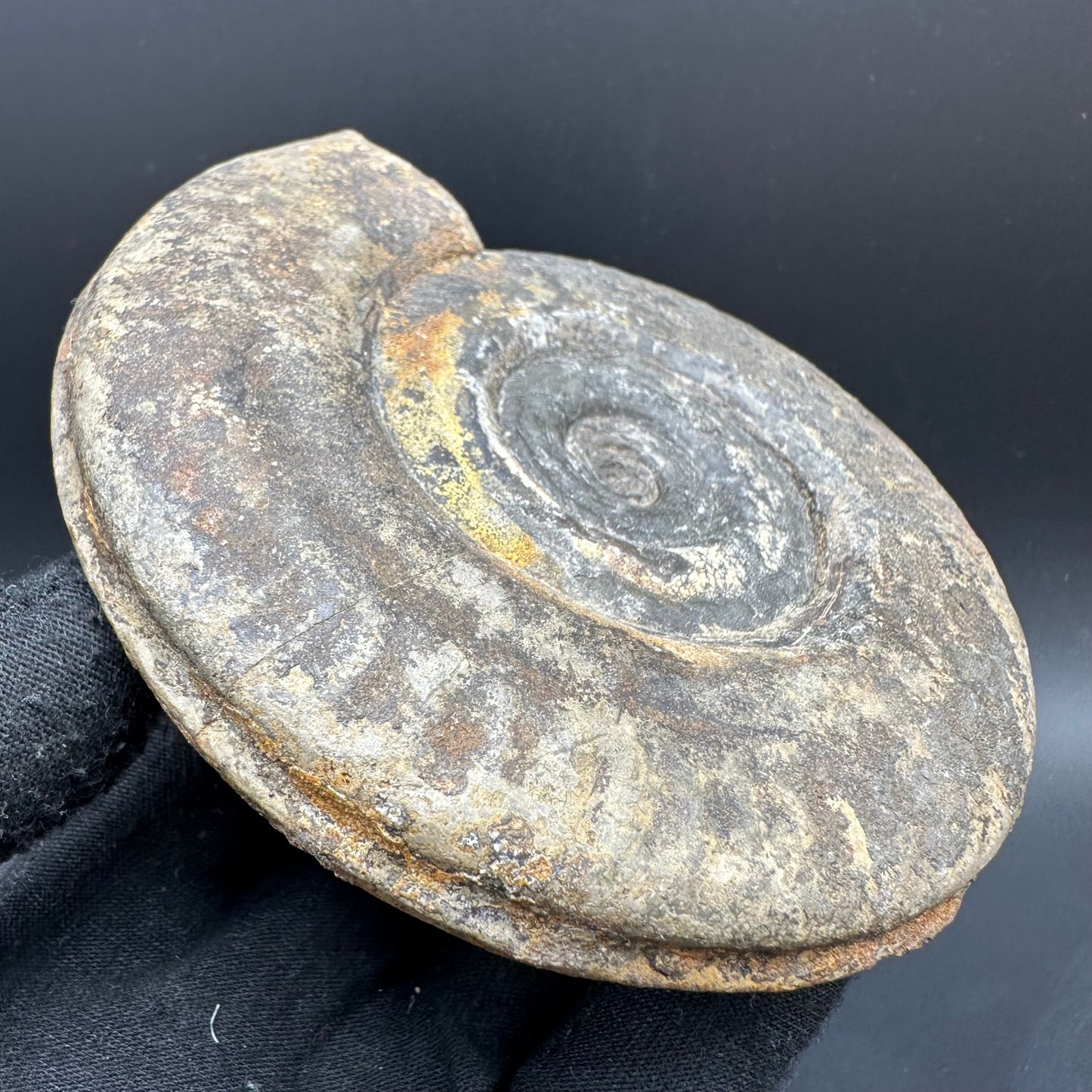 Hildoceras Bifrons Ammonite fossil with box and stand - Whitby, North Yorkshire Jurassic Coast, Yorkshire Fossils from the Jurassic Coast