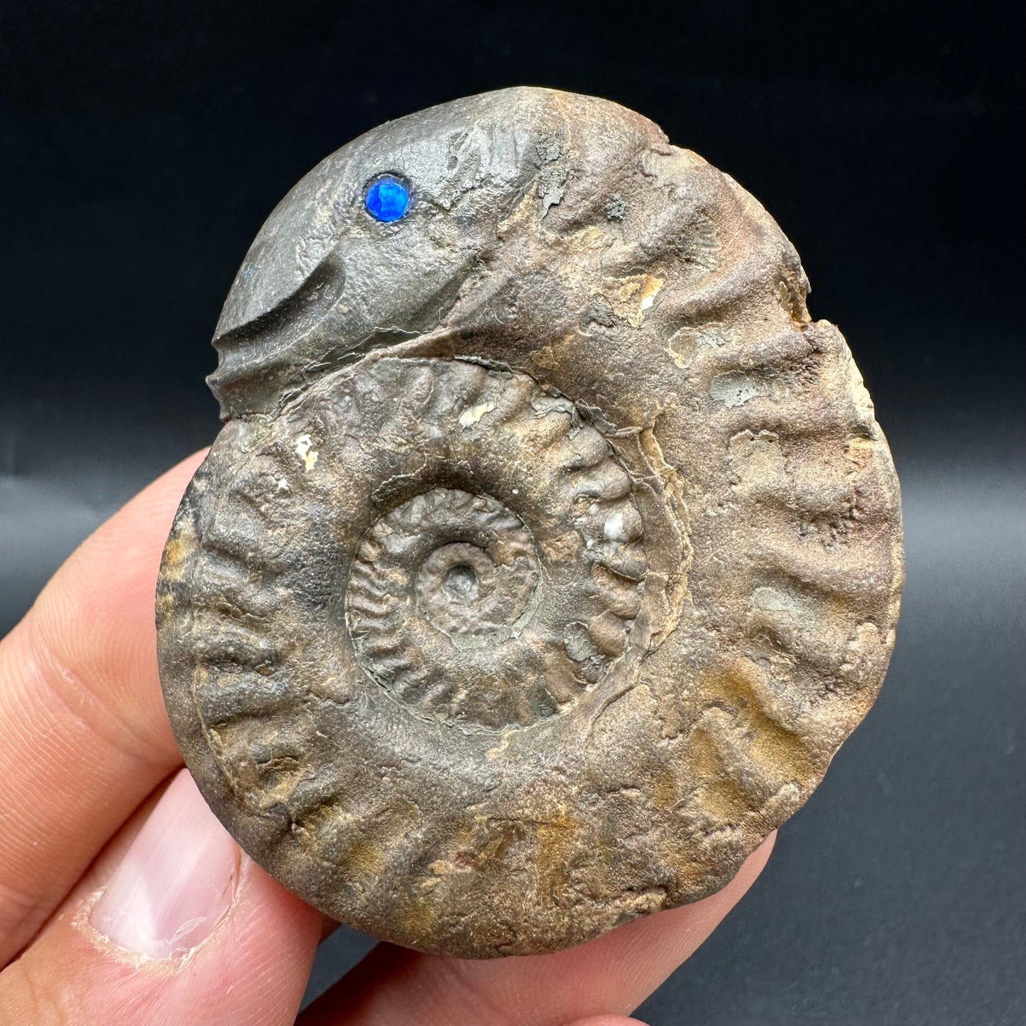 Snakestone Ammonite Fossil With Bag/Box And Stand - Whitby, North Yorkshire Jurassic Coast Yorkshire Fossils