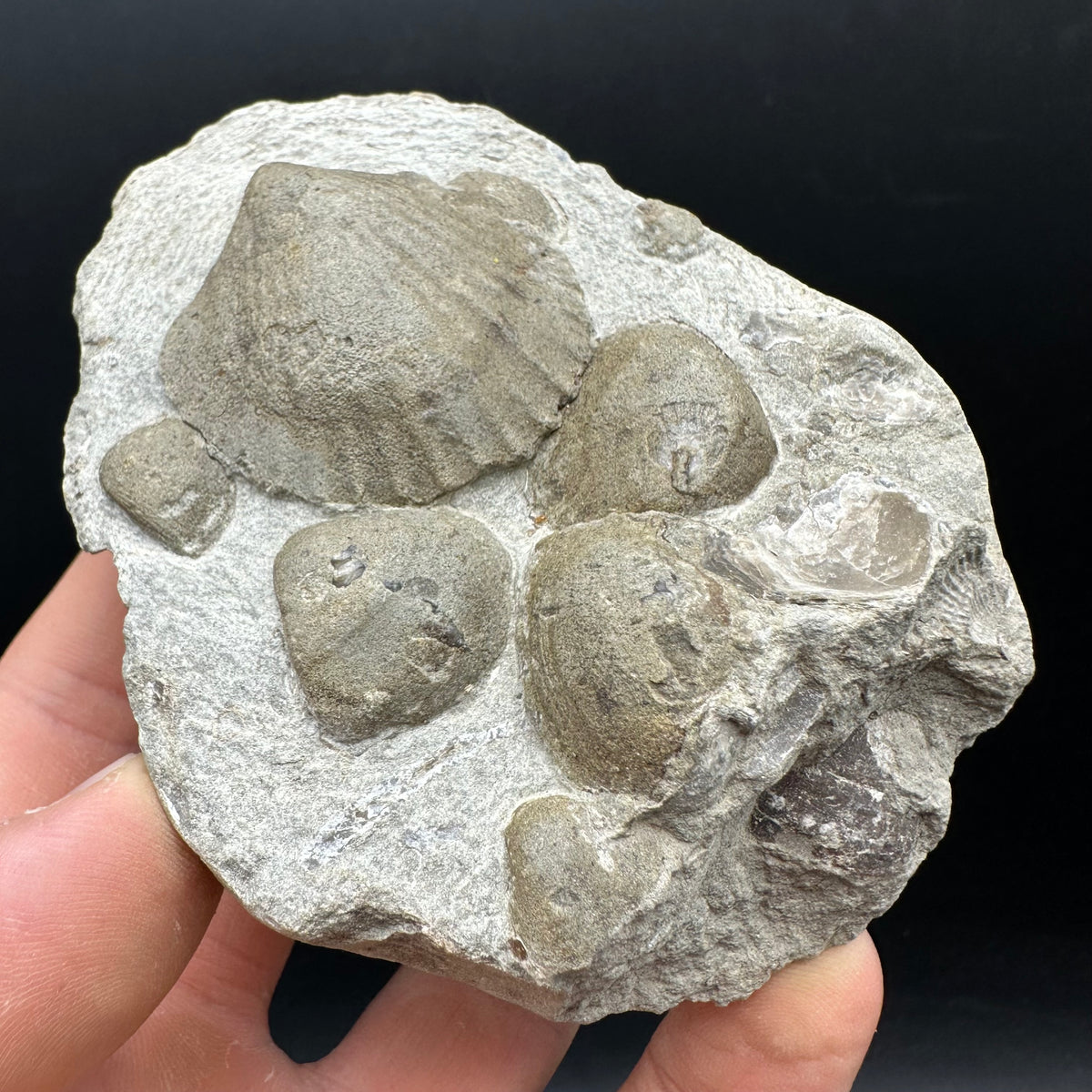 Shell fossil with stand - Whitby, North Yorkshire, Jurassic Coast, Yorkshire Fossils