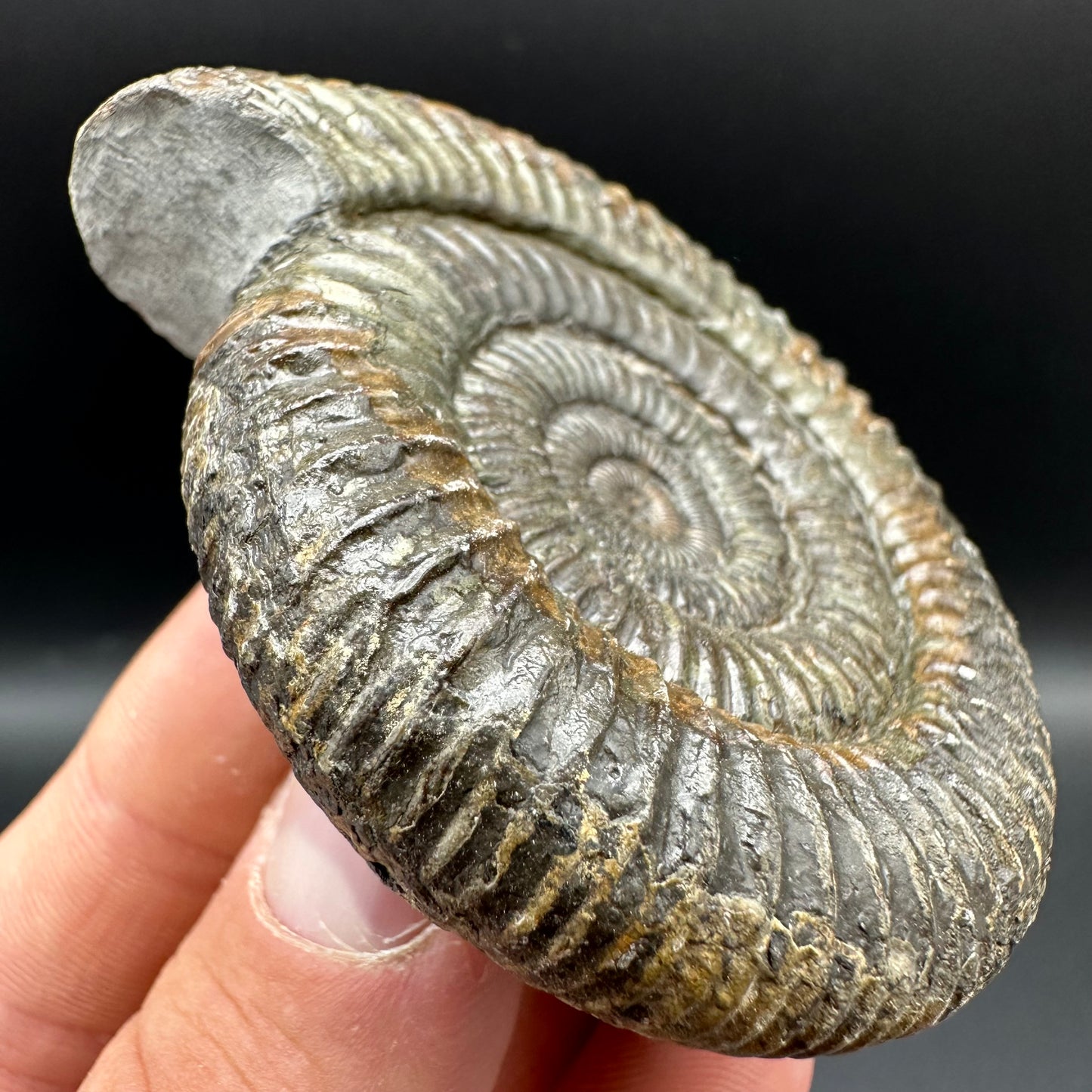 Dactylioceras Ammonite Fossil With Box And Stand - Whitby, North Yorkshire Jurassic Coast Yorkshire Fossils