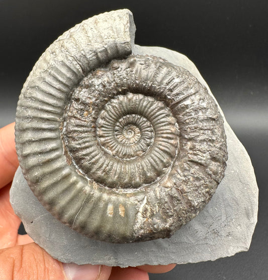 Peronoceras fibulatum Ammonite fossil with box and stand - Whitby, North Yorkshire Jurassic Coast Yorkshire Fossils