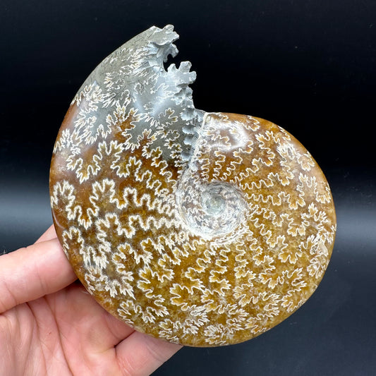 Cleoniceras Ammonite Fossil With Box And Stand - Cretaceous Ammonite Madagascar