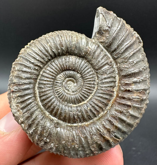 Dactylioceras Ammonite Fossil With Box And Stand - Whitby, North Yorkshire Jurassic Coast Yorkshire Fossils