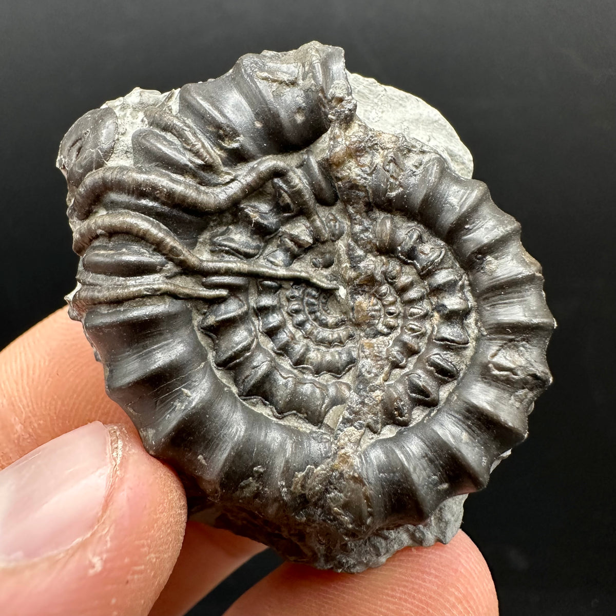Gagaticeras Ammonite fossil with box and stand - Whitby, North Yorkshire Jurassic Coast Yorkshire Fossils