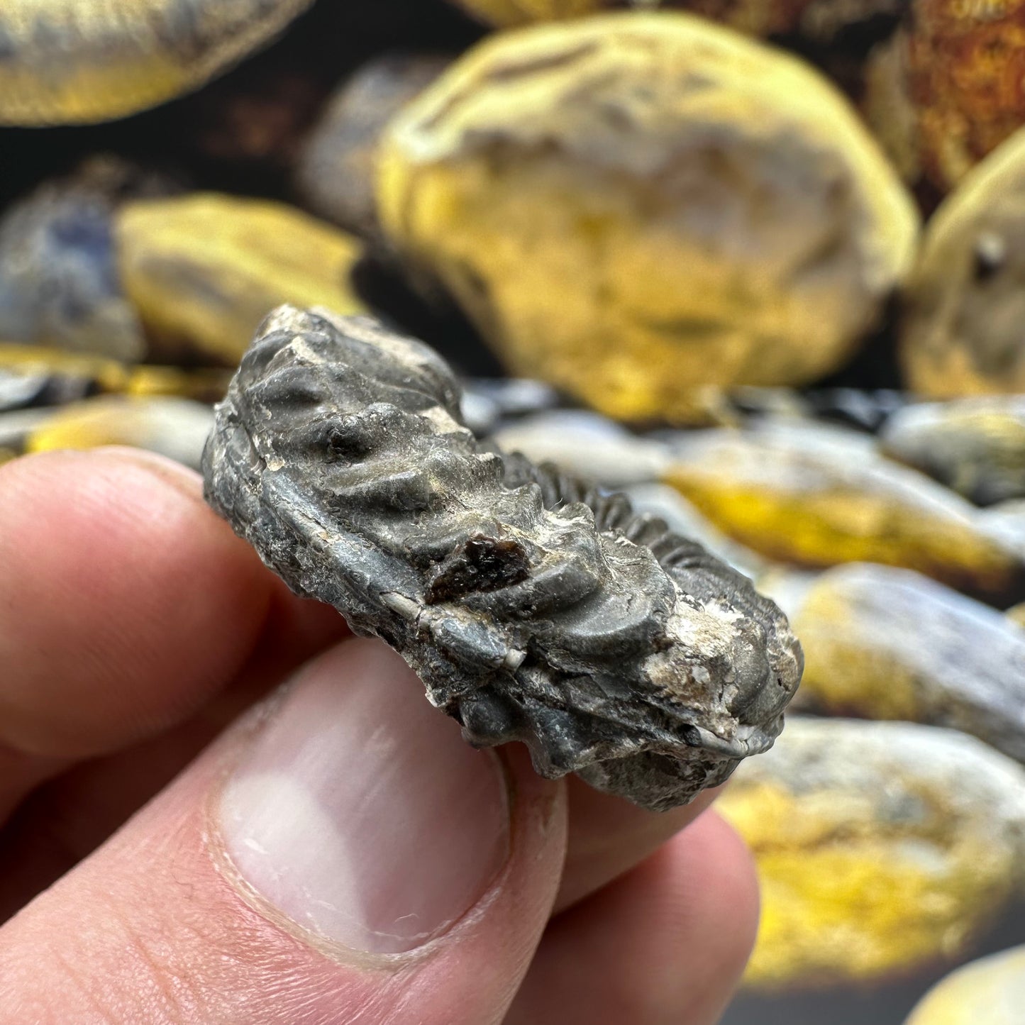 Pleuroceras hawskerense ammonite fossil - Whitby, North Yorkshire Jurassic Coast, Yorkshire fossils