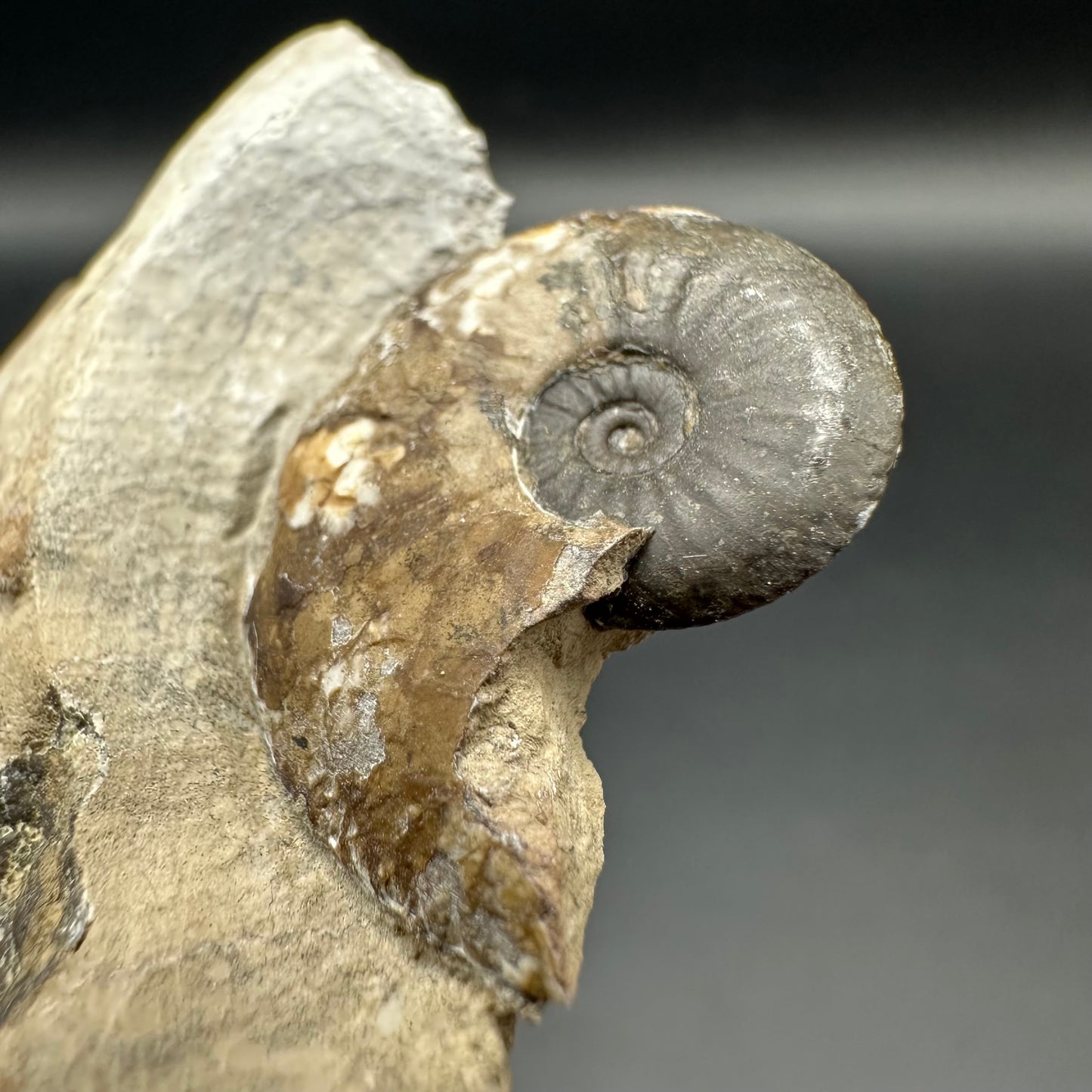 Amaltheus striatus ammonite fossil with box and stand - Whitby, North Yorkshire Jurassic Coast Yorkshire Fossils