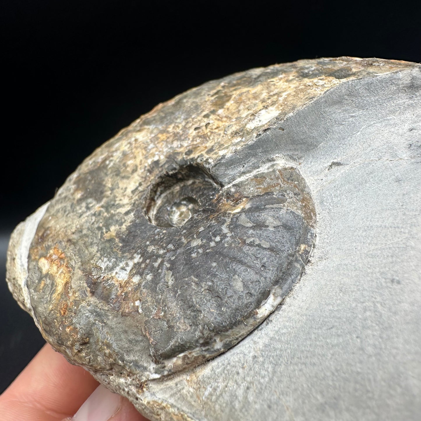 Pseudolioceras lythense Ammonite fossil with box and stand - Whitby, North Yorkshire, Yorkshire Fossils on the Jurassic Coast