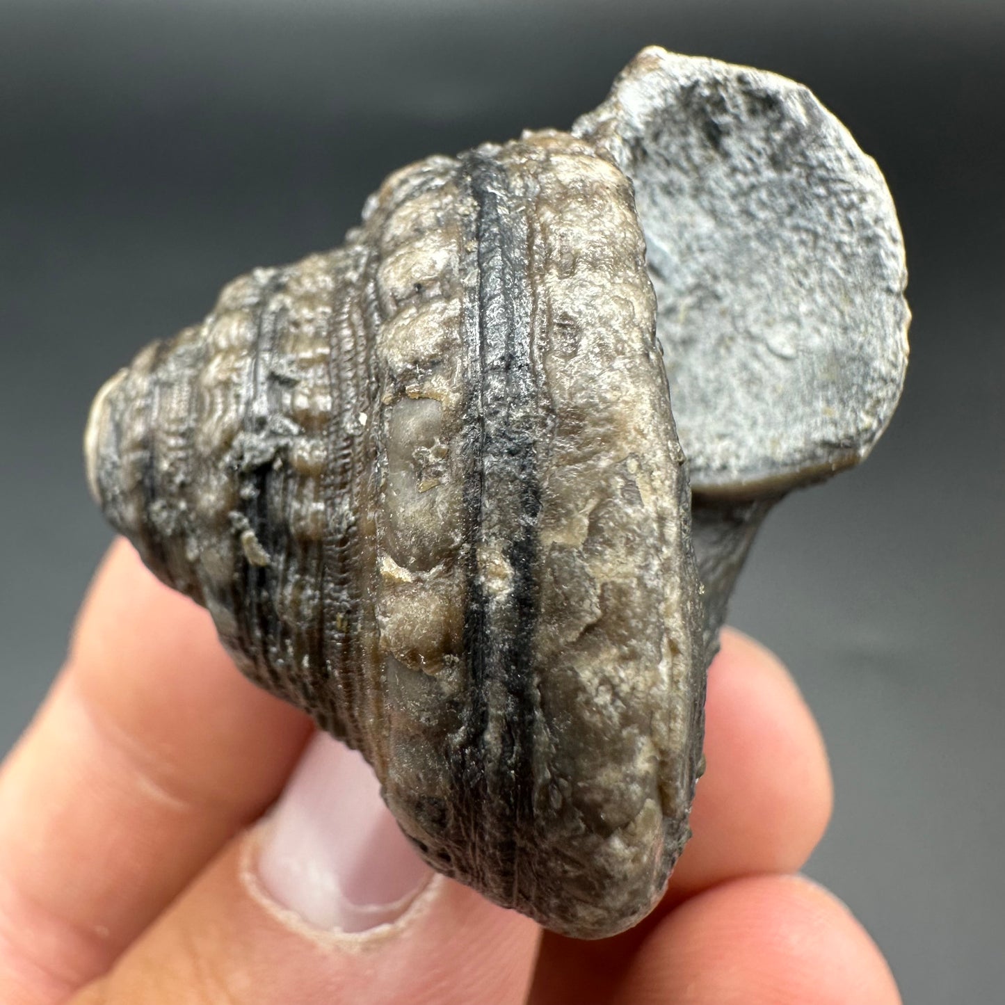 Gastropod Fossil Shell With Tin And Stand - Whitby, North Yorkshire, Jurassic Coast, Yorkshire Fossils