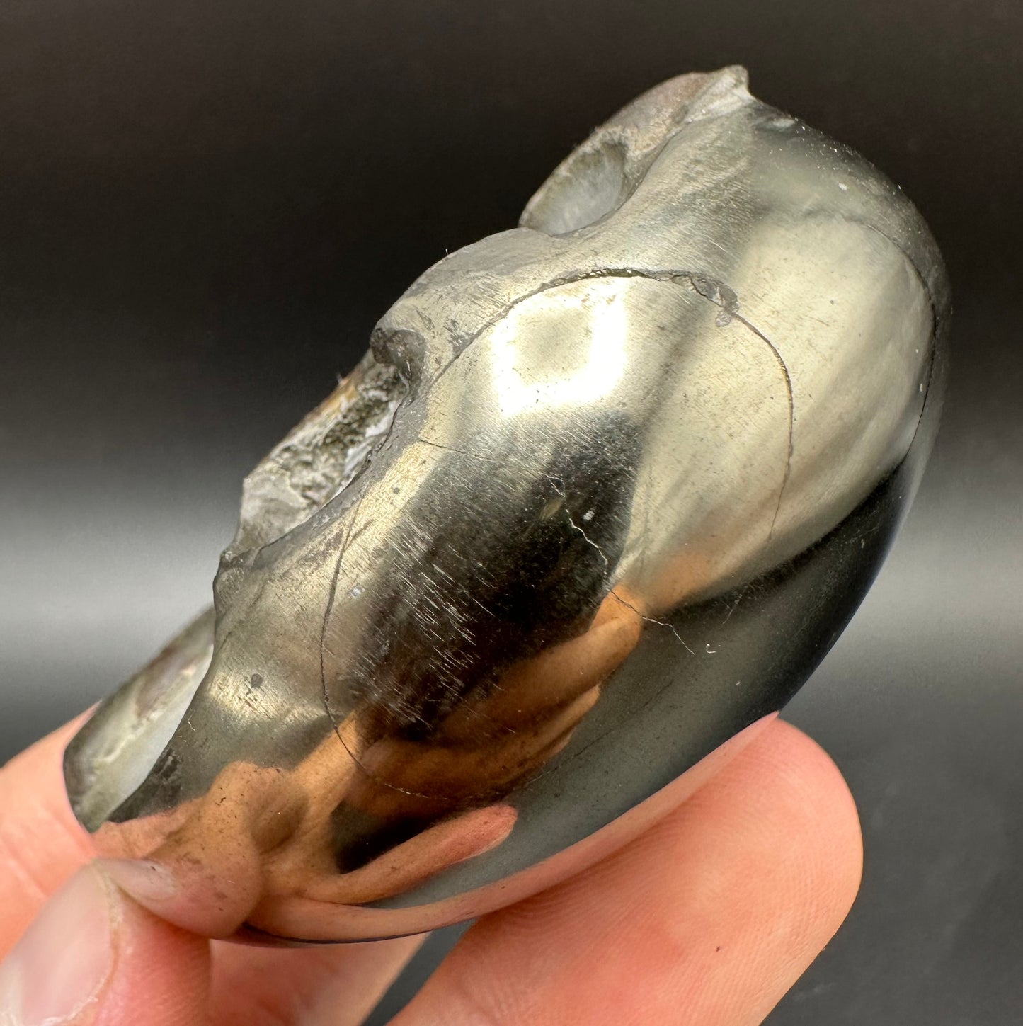 Golden Egg (GENUINE) Ammonite Fossil With Stand - Whitby, North Yorkshire Jurassic Coast Yorkshire Fossils