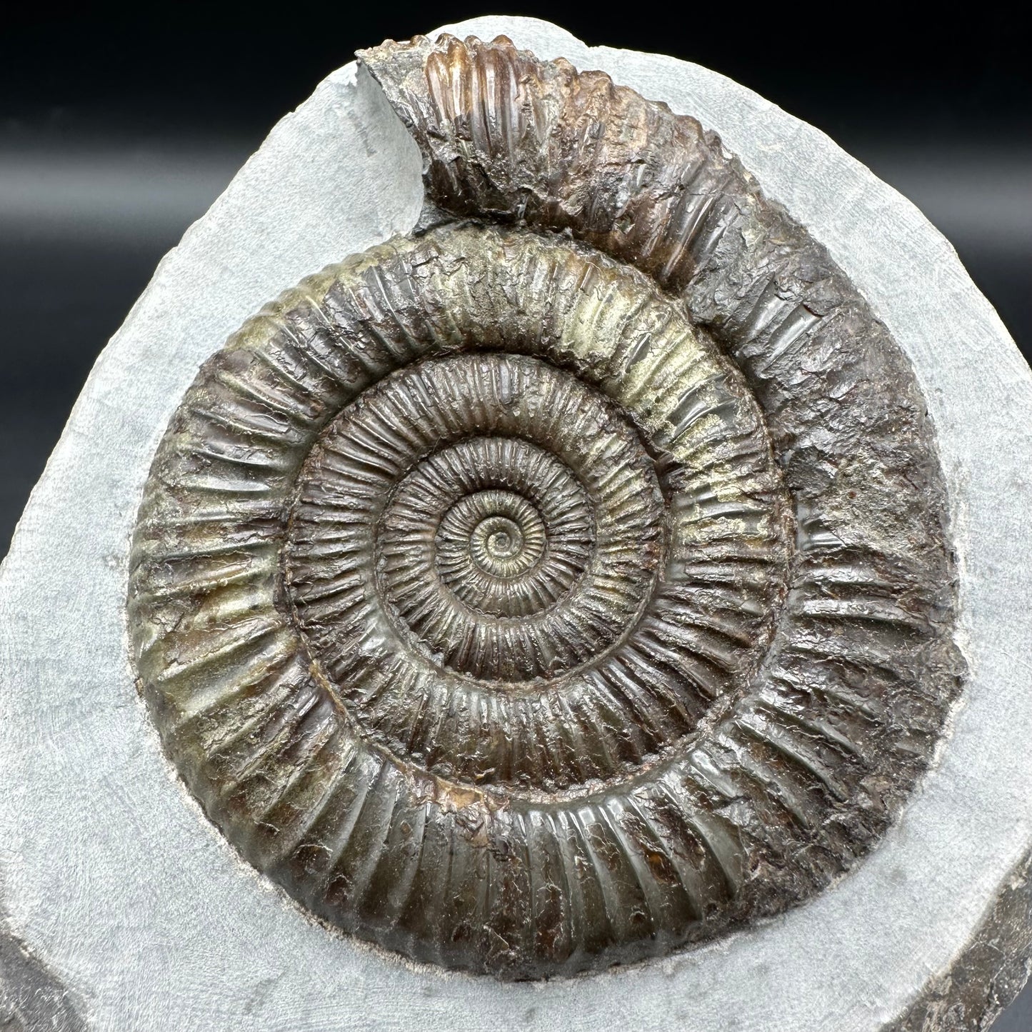 Dactylioceras Ammonite Fossil - Whitby, North Yorkshire Jurassic Coast Yorkshire Fossils