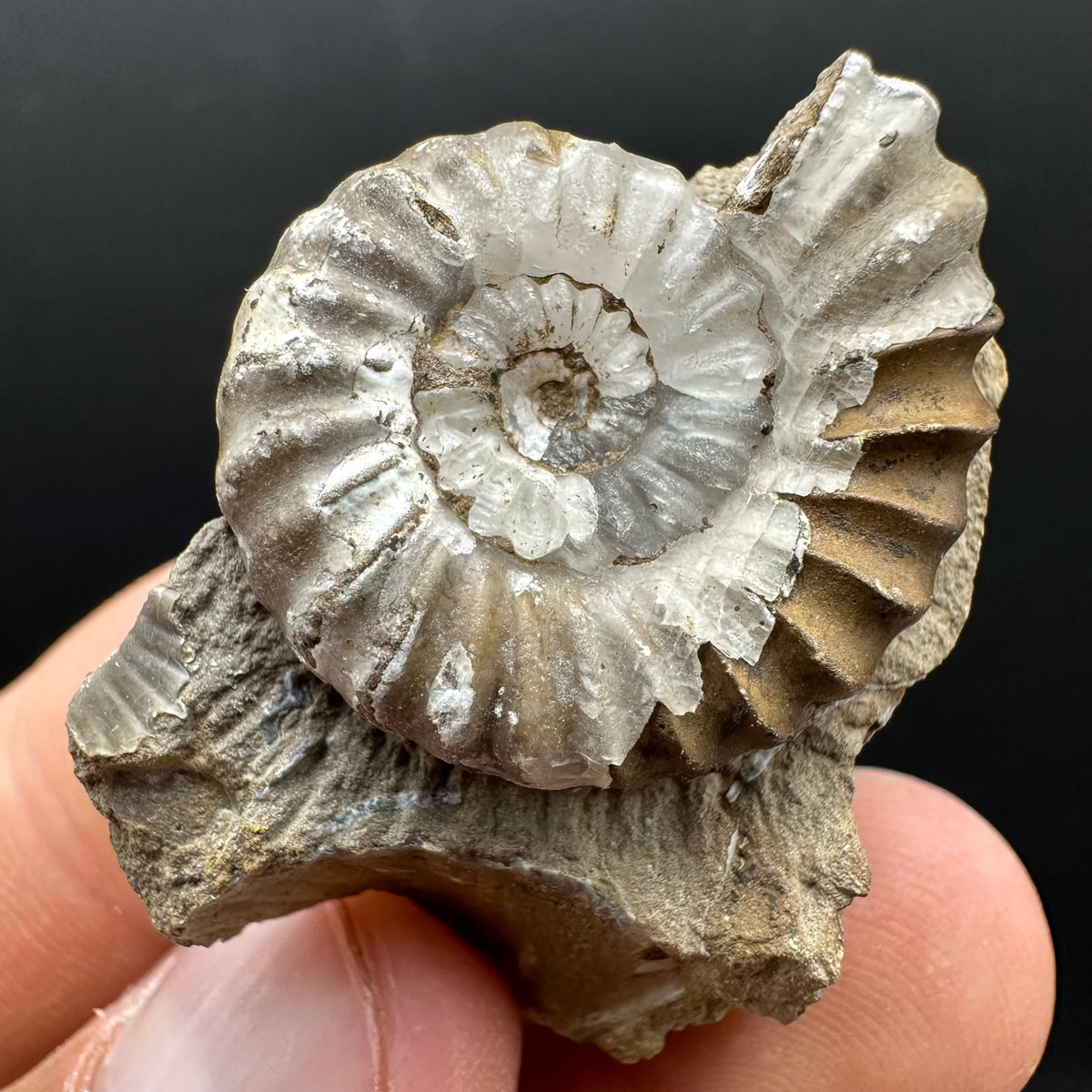 Androgynoceras capricornus Ammonite Fossil With Stand - Whitby, North Yorkshire Jurassic Coast Yorkshire Fossils