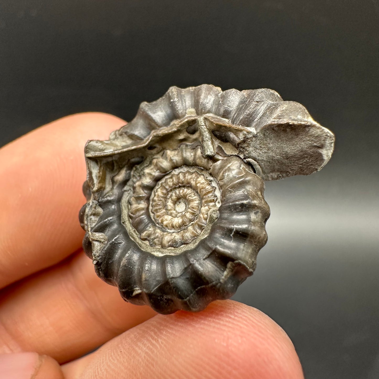 Gagaticeras Ammonite fossil with box and stand - Whitby, North Yorkshire Jurassic Coast Yorkshire Fossils