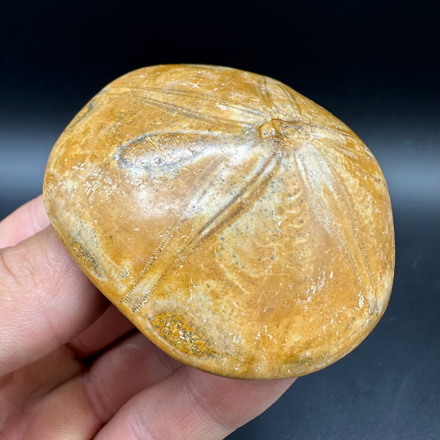 Holectypus Sea Urchin Fossil With Box And Stand - Middle Jurassic Madagascar
