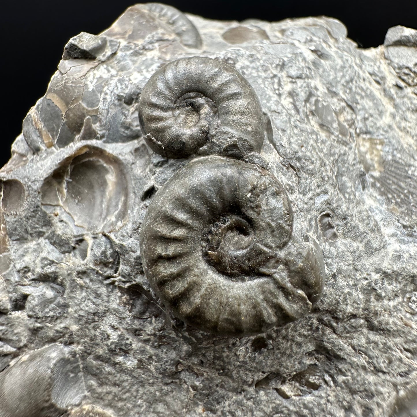Eugassiceras Ammonite shell fossil with stand - Whitby, North Yorkshire Jurassic Coast Yorkshire Fossils