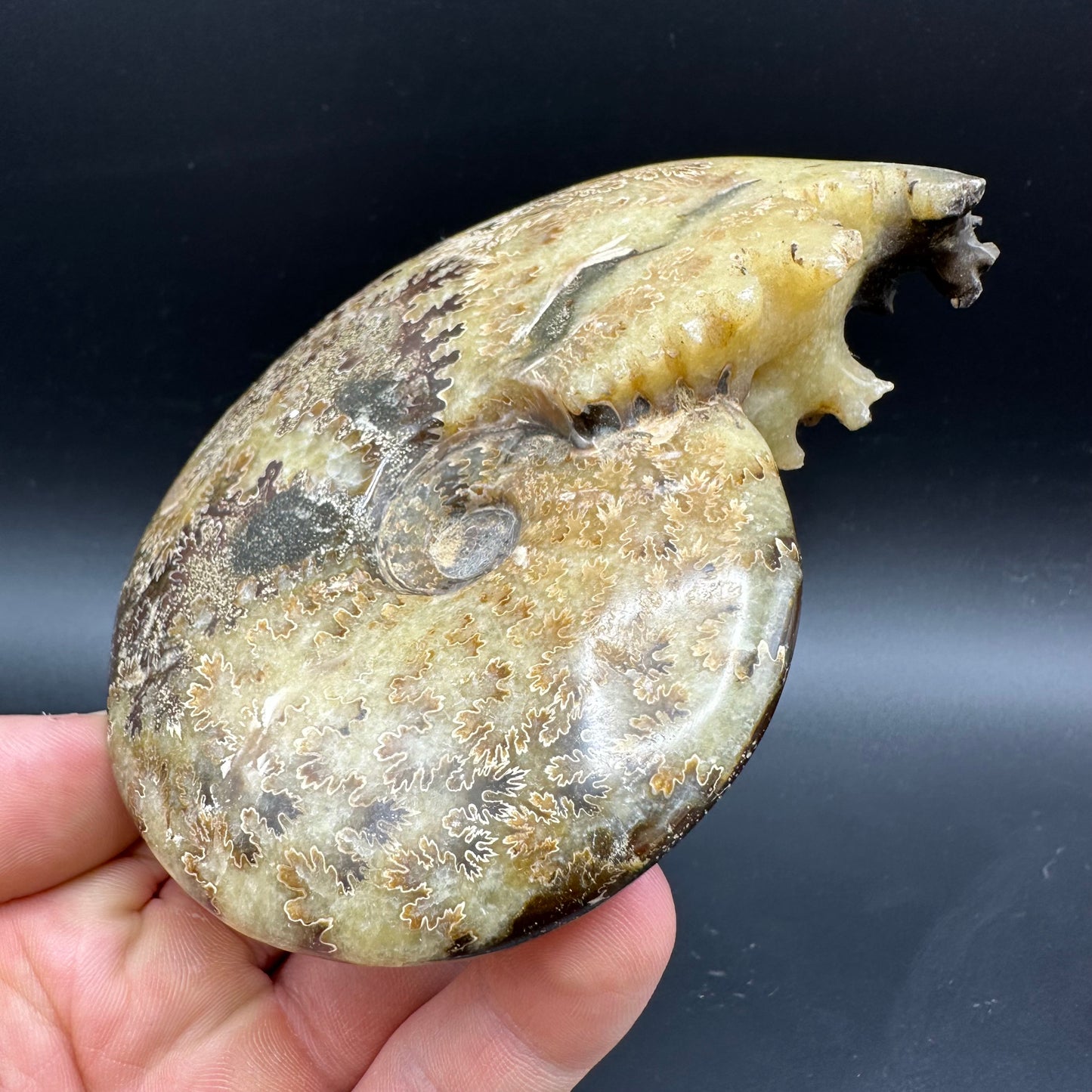 Cleoniceras Ammonite Fossil With Box And Stand - Cretaceous Ammonite Madagascar