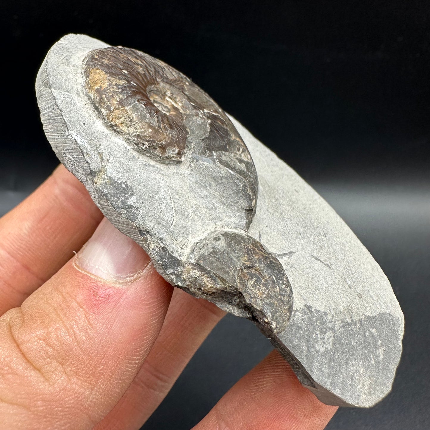 Eleganticeras Elegantulum Ammonite fossil with box and stand - Whitby, North Yorkshire Jurassic Coast, Yorkshire Fossils