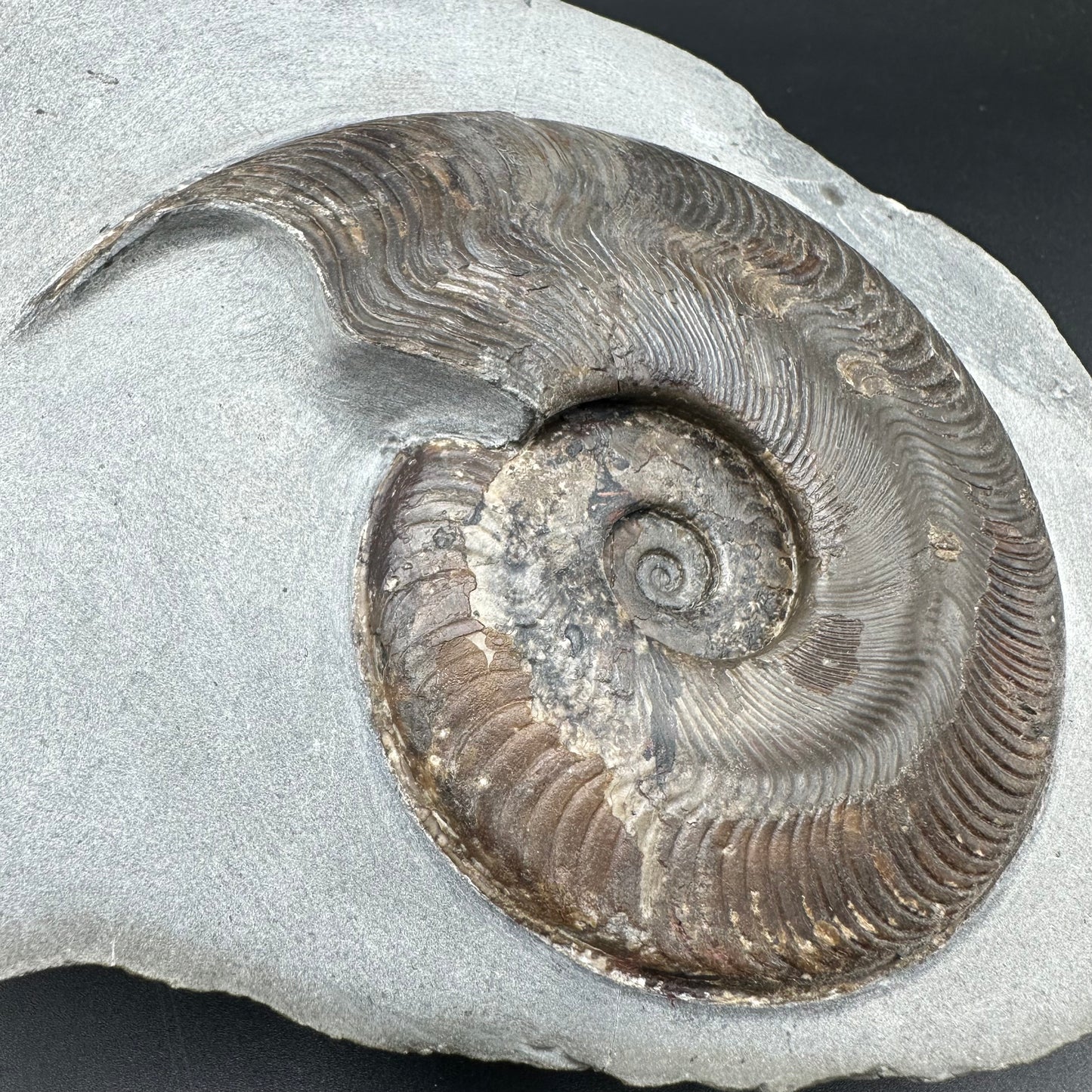 Harpoceras Sp. Ammonite fossil - Whitby, North Yorkshire Jurassic Coast Yorkshire Fossils