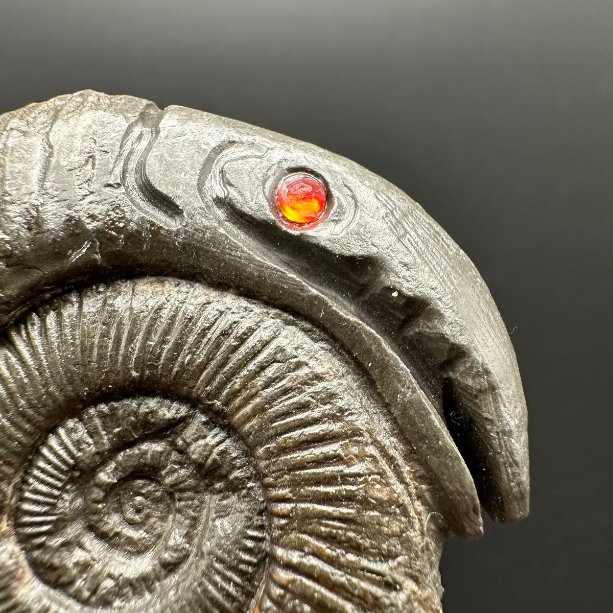 Snakestone Ammonite Fossil With Bag/Box And Stand - Whitby, North Yorkshire Jurassic Coast Yorkshire Fossils